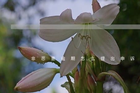 非恶意逾期怎么提出申诉 非恶意逾期怎么提出申诉