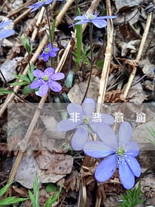 非恶意逾期是什么原因 非恶意逾期是什么原因