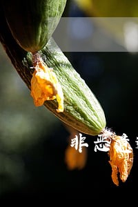 非恶意逾期标准