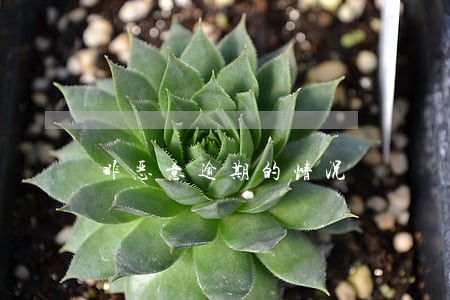 非恶意逾期的情况
