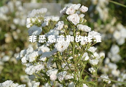 非恶意逾期的标准 非恶意逾期的标准