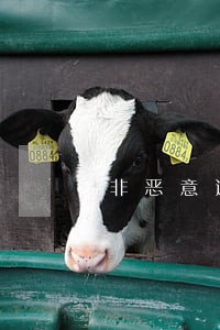 非恶意逾期能否贷款 非恶意逾期能否贷款