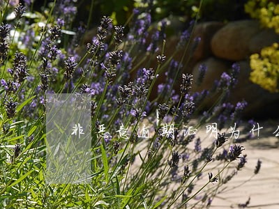 非恶意逾期证明为什么不开 非恶意逾期证明为什么不开