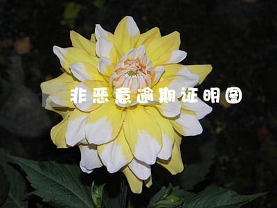 非恶意逾期证明图 非恶意逾期证明图