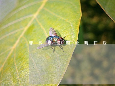 非恶意逾期证明在线 非恶意逾期证明在线