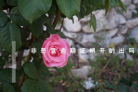 非恶意逾期证明开的出吗 非恶意逾期证明开的出吗