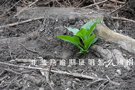非恶意逾期证明怎么辨别真伪 非恶意逾期证明怎么辨别真伪