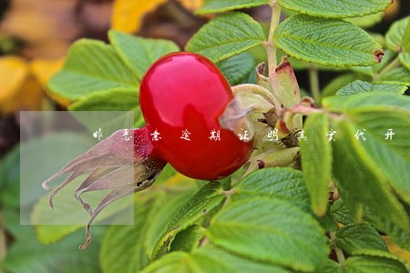 非恶意逾期证明真实代开 非恶意逾期证明真实代开