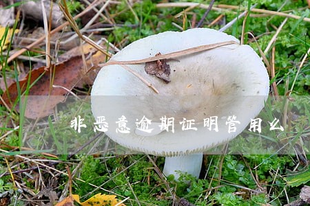 非恶意逾期证明管用么
