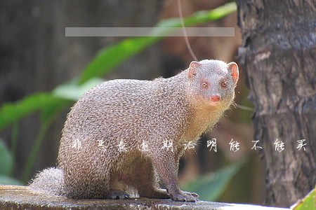非恶意逾期证明能不能买房 非恶意逾期证明能不能买房