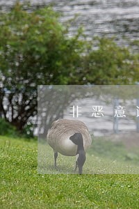 非恶意逾期证明能开 非恶意逾期证明能开
