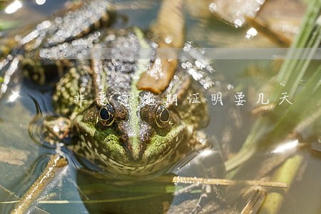 非恶意逾期证明要几天 非恶意逾期证明要几天