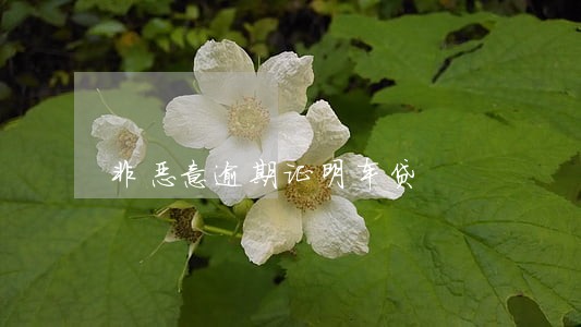 非恶意逾期证明车贷 非恶意逾期证明车贷