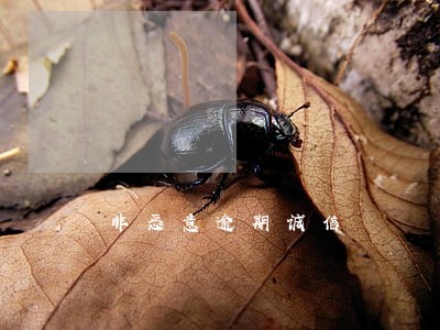 非恶意逾期诚信 非恶意逾期诚信