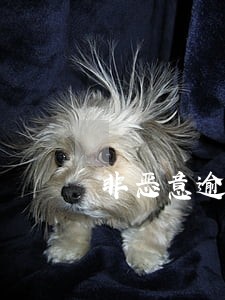 非恶意逾期还款免责证明 非恶意逾期还款免责证明
