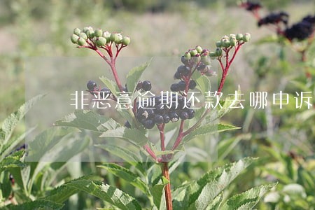 非恶意逾期还款去哪申诉 非恶意逾期还款去哪申诉