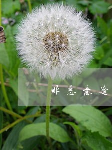 非恶意逾期还款证明模板