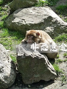 非恶意逾期还能贷款吗 非恶意逾期还能贷款吗