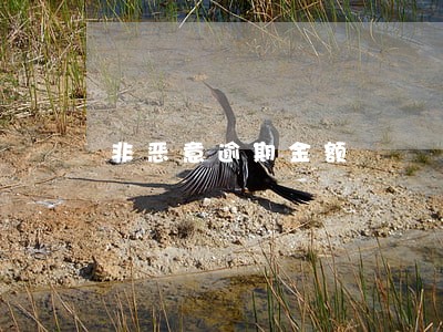 非恶意逾期金额 非恶意逾期金额