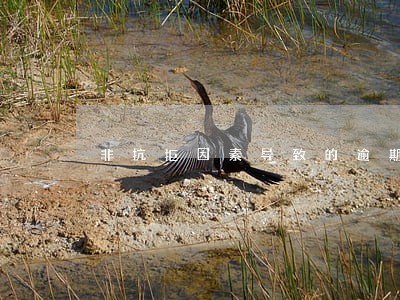 非抗拒因素导致的逾期 非抗拒因素导致的逾期