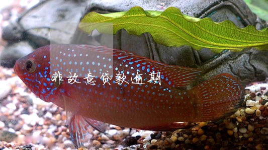 非故意贷款逾期 非故意贷款逾期