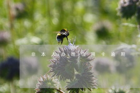 非本人办理信用卡逾期