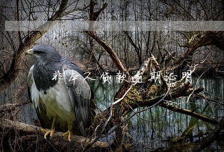 非本人贷款逾期证明 非本人贷款逾期证明