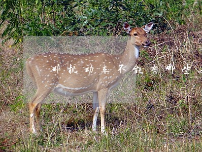 非机动车不能有哪些违法行为