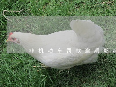非机动车罚款逾期影响 非机动车罚款逾期影响