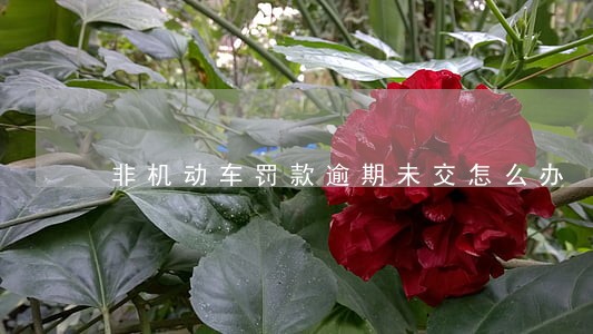 非机动车罚款逾期未交怎么办 非机动车罚款逾期未交怎么办