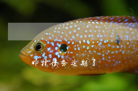 非标债务逾期了 非标债务逾期了