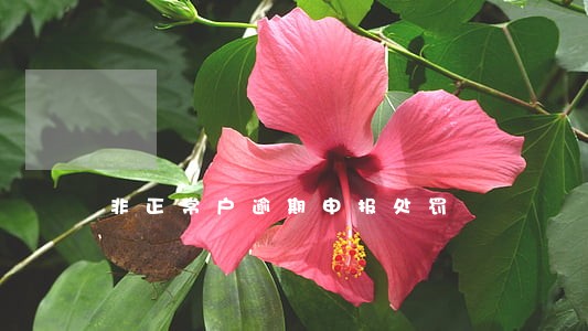 非正常户逾期申报处罚 非正常户逾期申报处罚