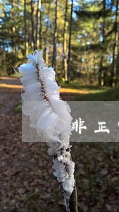 非正常解除逾期的税费怎么申报 非正常解除逾期的税费怎么申报