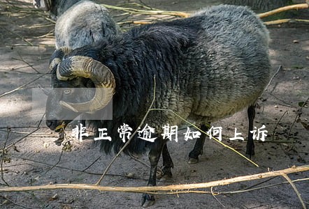 非正常逾期如何上诉 非正常逾期如何上诉