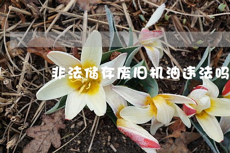 非法储存废旧机油违法吗