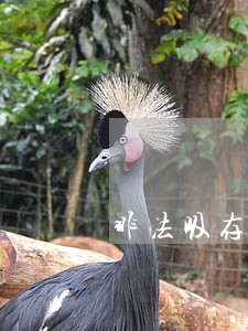 非法吸存司法鉴定报告