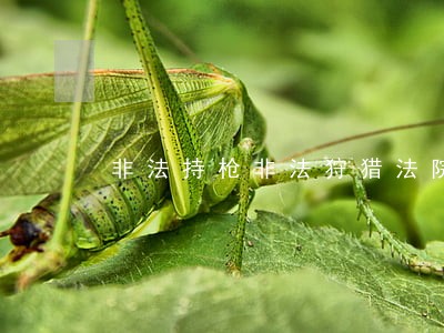 非法持枪非法狩猎法院怎么处理 非法持枪非法狩猎法院怎么处理