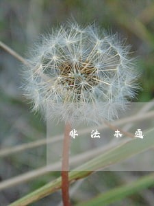 非法本通过司法考试能干嘛 非法本通过司法考试能干嘛