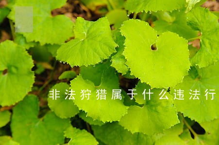 非法狩猎属于什么违法行为 非法狩猎属于什么违法行为
