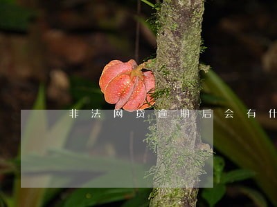 非法网贷逾期后会有什么后果