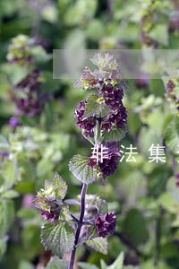 非法集资没有立案可以诉讼吗 非法集资没有立案可以诉讼吗