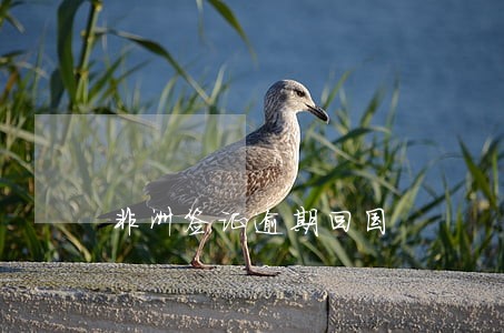 非洲签证逾期回国