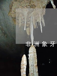 非洲象牙违法/2023020170387 非洲象牙违法/2023020170387