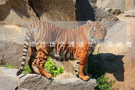 非现场交通违法可异地缴纳罚款