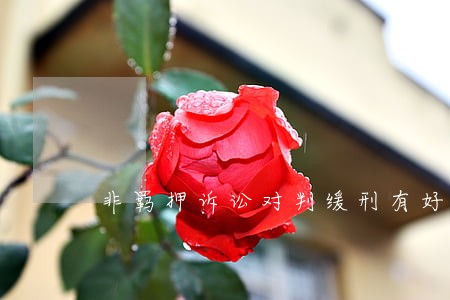 非羁押诉讼对判缓刑有好处吗