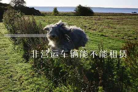 非营运车辆能不能租赁 非营运车辆能不能租赁