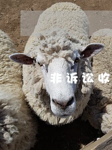 非诉讼收费标准