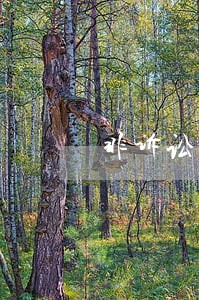 非诉讼纠纷解决机制特征