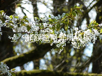 非额逾期证明模板 非额逾期证明模板