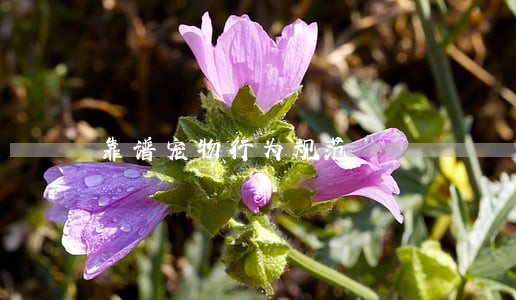 靠谱宠物行为规范 靠谱宠物行为规范